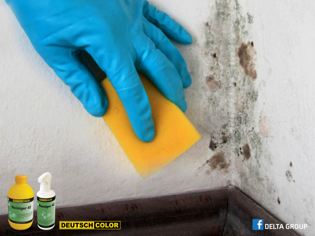 How to remove mold from home walls – Deutschcolor